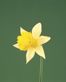 Narcis Lobularis
